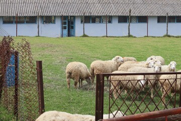 Large Flock of Bleating Sheep Gathered on Green Field in Front of Blue Farm Shed With Misty Mountain Hills Behind. © FRANKLINNEVIS