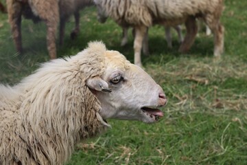 Funny Close Up Portrait of Curly Haired White Sheep Chewing Grass With Open Mouth and Blurred Flock Behind. © FRANKLINNEVIS