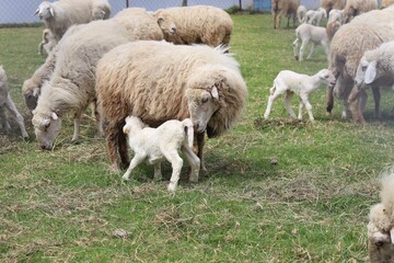 Newborn White Lamb Nursing Beside Gentle Mother Ewe in Green Pasture Among Grazing Flock. © FRANKLINNEVIS