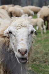 Funny Close Up Portrait of Curly Haired White Sheep Chewing Grass With Open Mouth and Blurred Flock Behind. © FRANKLINNEVIS
