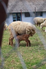 Newborn brown Lamb Nursing Beside Gentle Mother Ewe in Green Pasture Among Grazing Flock. © FRANKLINNEVIS