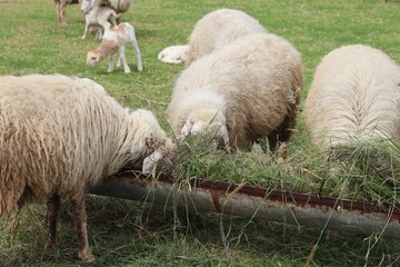 Hungry Woolly Sheep Feeding on Fresh Cut Grass From Rusty Metal Trough While Young Lambs Graze Nearby. © FRANKLINNEVIS