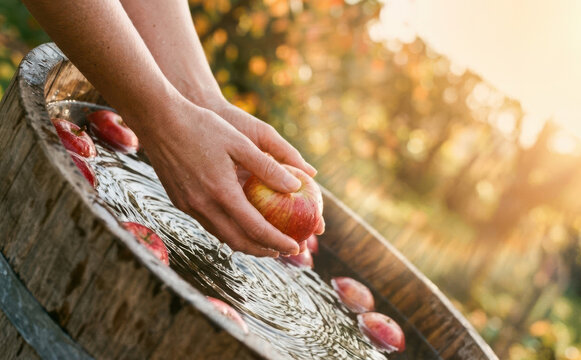 Woman washing fresh organic red apples in a wooden barrel filled with water outdoors in an orchard during harvest season, representing healthy eating, autumn, and sustainability.