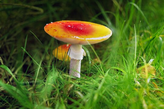 Autumn is mushroom season; even the poisonous ones reveal themselves in all their splendor.
