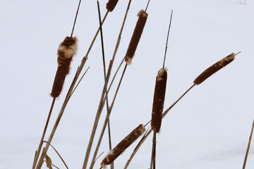 Dry stalks of cattails and reeds stand out against a background of pure white snow. Fluffy brown seed heads create a striking contrast with nature's winter cover. © Олег Струс