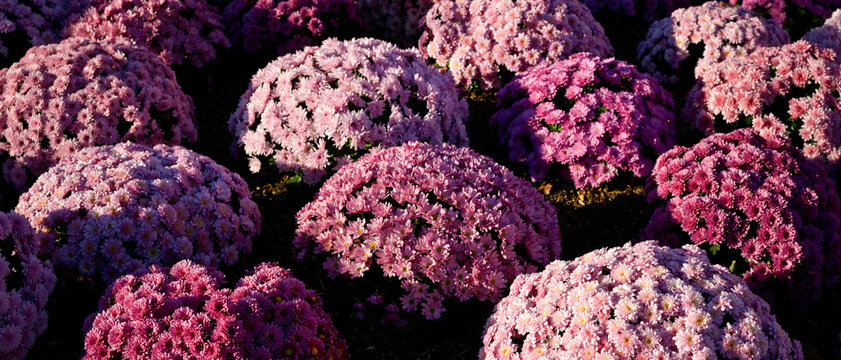 Plusieurs plants de chrysanth&egrave;mes monochromes mauve et rose, plant&eacute;s serr&eacute;s en quinconce dans un massif , un jour ensoleill&eacute;, format banni&egrave;re