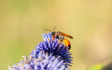 A close-up of a bee collecting nectar on a vibrant blue globe thistle flower against a soft background. Macro photography of wildlife and pollination. © Vera