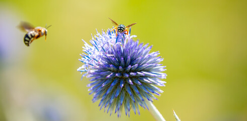A close-up of a bee collecting nectar on a vibrant blue globe thistle flower against a soft background. Macro photography of wildlife and pollination. © Vera