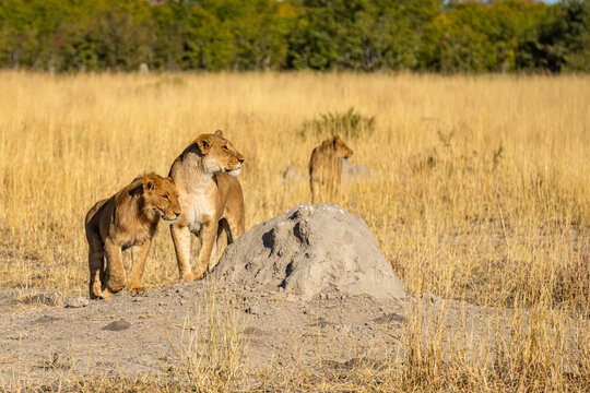 Big lion lying on savannah grass. Landscape with characteristic trees on the plain and hills in the background