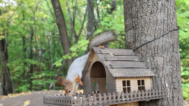 A red squirrel eats a nut on the roof of a tiny feeder beside a tree. Concept of a cozy forest pause.