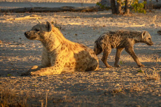 Hyena, detail portrait. Spotted hyena, Crocuta crocuta, angry animal near the water hole, dark forest with trees. Animal in nature, Okavango, Botswana. Wildlife Africa.