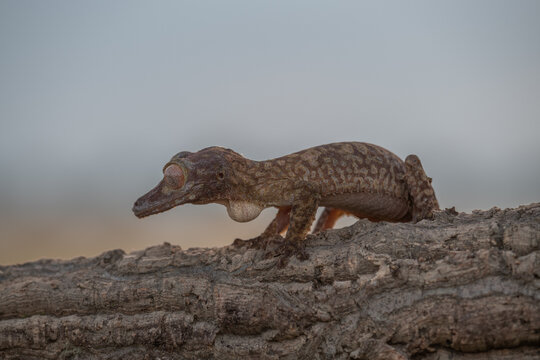 The image shows the head and front of a gecko, probably a Henkel's flat-tailed gecko ( Uroplatus henkeli ), which is characterized by camouflage coloration resembling tree bark and striking red eyes.