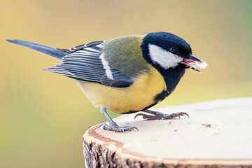  Sikorka bogatka (Parus major) © Janusz Lipiński