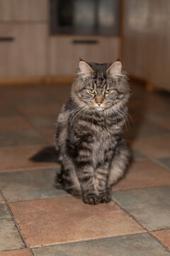 Long haired grey tabby cat lying down on a dark surface in low light with whiskers domestic portrait