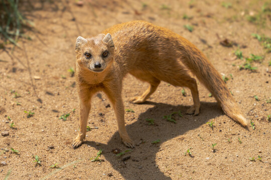 Alert yellow mongoose standing on sandy ground in natural habitat with mongoose wildlife predator