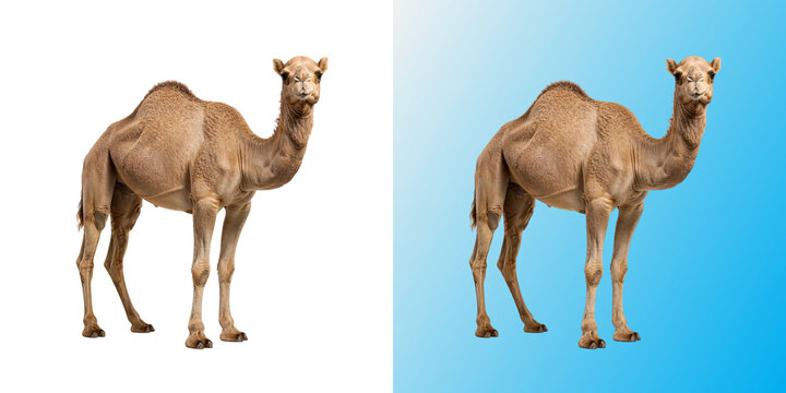 Dromedary Camel, one humped arabian camel standing in full side view