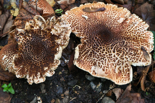 Scaly forest mushrooms with unique texture pattern. Wild shaggy parasol fungus on autumn ground close up. Abstract organic geometry in nature, biodiversity, mycology and environment concept .