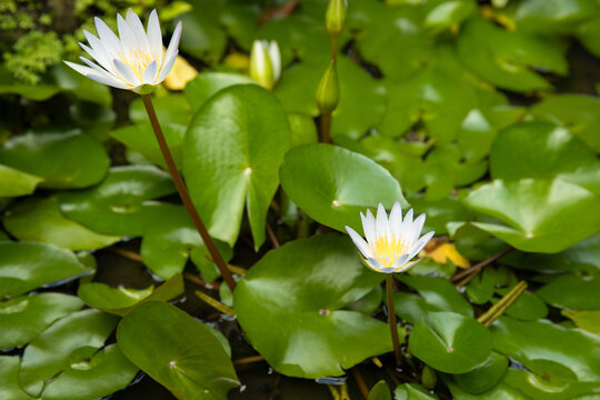 Water lily. White water lilies blossom beautifully amid lush green lily pads on tranquil pond