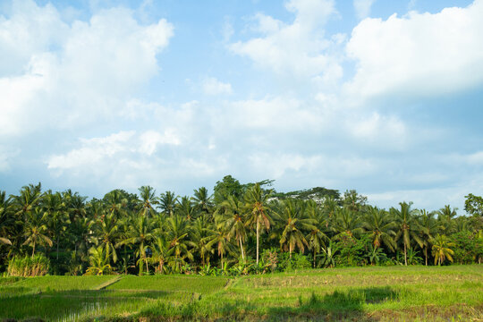 Rice paddy. Vibrant rice fields thrive amidst palm trees in a rural landscape