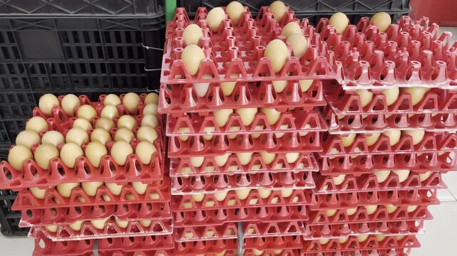 Multi layered red plastic trays with fresh chicken eggs