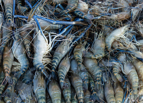fresh shrimp with ice for eating.
