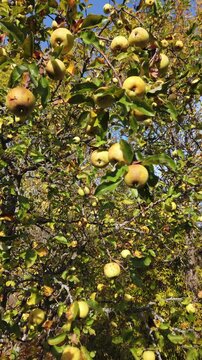Still vertical video of green ripe bio apples growing on branches against blue sky 