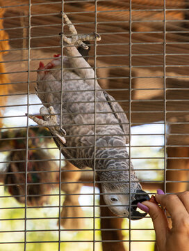 gray big parrot in a cage.