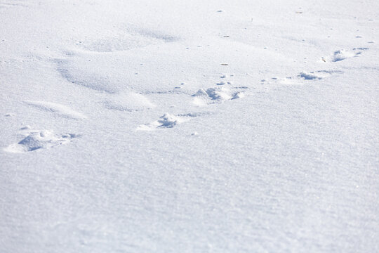 A snow covered ground with tracks in the snow