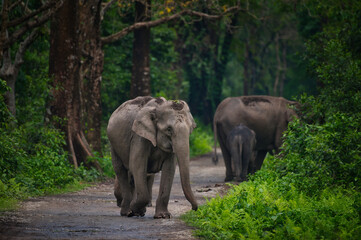 Wild Indian Elephant walking towards camera on forest track, Manas National Park, Assam, India © Diganta Kumar sarma
