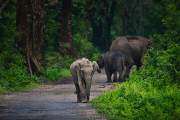Juvenile Indian Elephant calf walking towards camera, Manas National Park, Assam, India © Diganta Kumar sarma