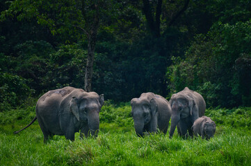 Wild Indian Elephant herd with calf grazing in tall grass, Manas National Park, India © Diganta Kumar sarma