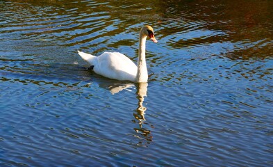 Cygnes dans le parc du Château Lavaux-Sainte-Anne à Rochefort en Belgique Europe © CHRISTINE