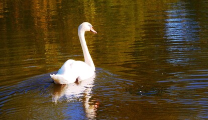 Cygnes dans le parc du Château Lavaux-Sainte-Anne à Rochefort en Belgique Europe © CHRISTINE
