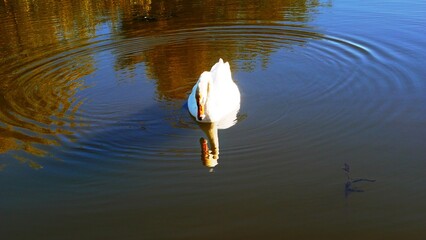 Cygnes dans le parc du Château Lavaux-Sainte-Anne à Rochefort en Belgique Europe © CHRISTINE