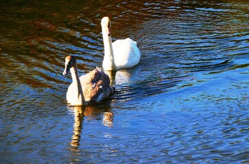 Cygnes dans le parc du Château Lavaux-Sainte-Anne à Rochefort en Belgique Europe © CHRISTINE