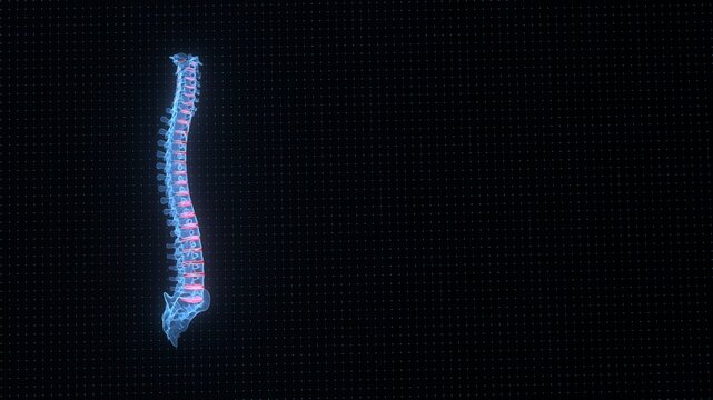 Spine anatomy with highlighted intervertebral discs for physiotherapy and rehabilitation. 3d illustration.