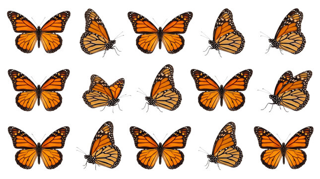 Orange monarch butterfly set of 15 insects, realistic butterfly collection on white background, nature design elements for collage