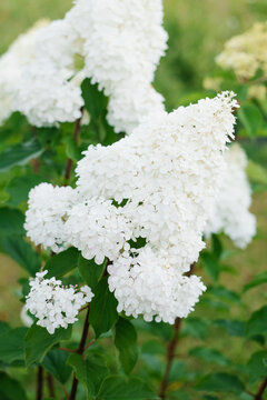 Hydrangea Paniculata Vanille Fraise Blooming in Garden