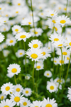 Beautiful White Chamomile Flower On Blurred Green Meadow