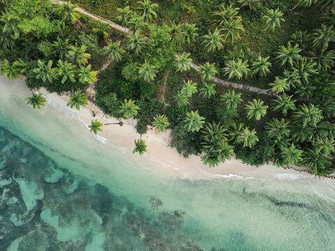 Top down aerial drone view of dense coconut palm tree canopy and turquoise ocean shore in Dominican Republic