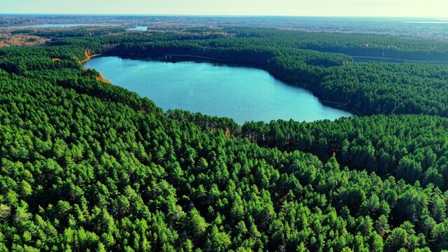 Aerial view of vast green pine forest surrounding clear blue lake under bright daylight sky