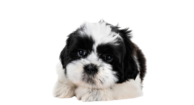 Fluffy black and white shih tzu puppy lying down isolated on black background