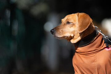 Cute red haired badger dog dressed up in protective winter apparel looking ahead thoughtfully. Concept of professional pet care, autumn dog fashion, and domestic animal lifestyle. © alan
