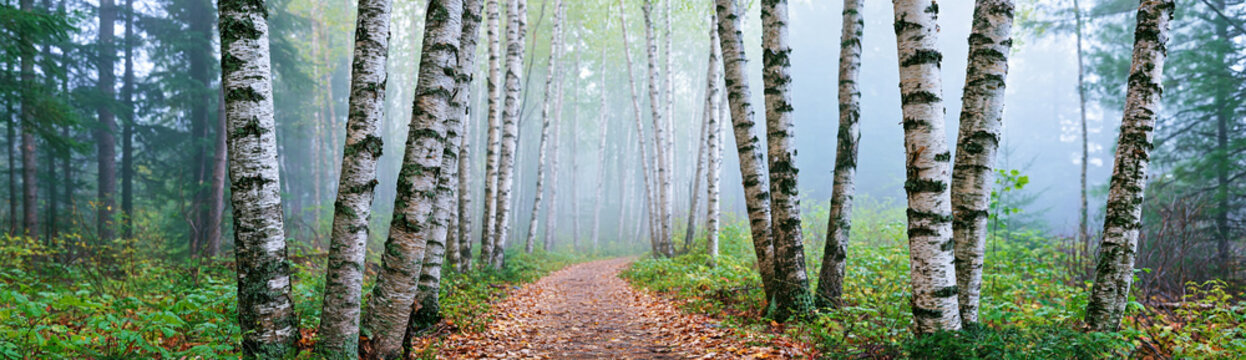 A misty forest path winds through tall birch trees with white bark, surrounded by green undergrowth and a tranquil, foggy atmosphere.