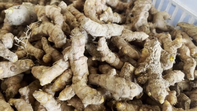 Close up of raw fresh turmeric roots harvested from agricultural farm