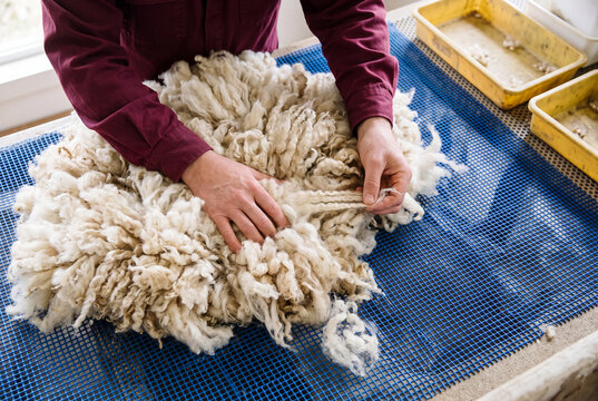 Hands sorting raw sheep fleece during wool quality inspection