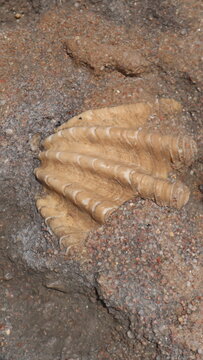 Top down view of a large fossilized giant clam shell embedded in coarse sand and rock formations.