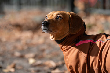 Close-up side portrait of an attentive dachshund puppy in a warm dog jumpsuit during a walk. High-quality pet photography with a blurred autumn background, perfect for veterinary services © alan