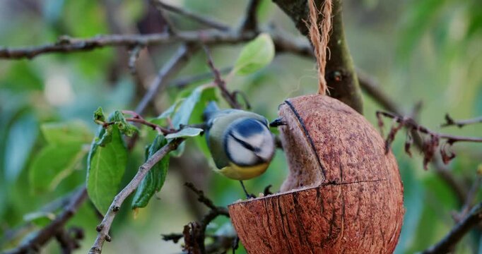 Colorful Garden Bird Visits a Homemade Coconut Bird Feeder. Video Quelle: 8,3K, 12-Bit, N-Log, N-RAW, ISO 800