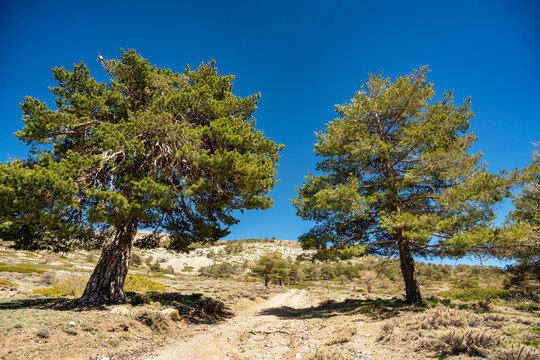 Road to Calar de Santa Barbara in Sierra de Baza, Andalusia, Spain